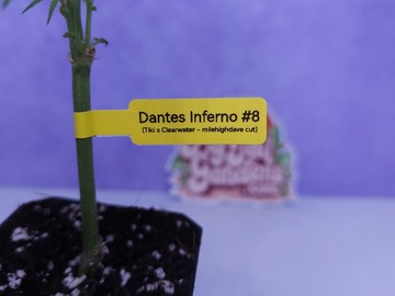 Venta: Dante's Inferno #8 (MileHighDave | +1 Free Mystery Clone)