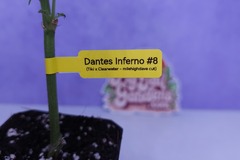 Sell: Dante's Inferno #8 (MileHighDave | +1 Free Mystery Clone)