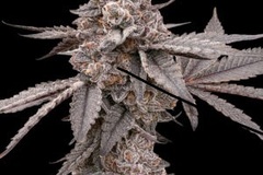 Vente: Clearwater Genetics – Mochisicle