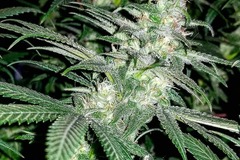 Vente: Blue Dream - Santa Cruz Cut