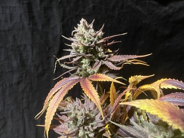 Sell: Sour Diesel x Jealousy 50Pack Feminized Photoperiod