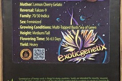 Sell: Yikes (lemon Cherry gelato X Falcon 9) - exotic genetix