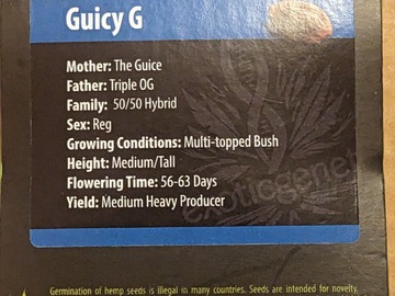Vente: Guicy G (The Guice x Triple OG) - Exotic Genetix