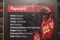 Vente: Popscotti (biscotti X red pop) exotic genetix