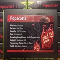 Vente: Popscotti (biscotti X red pop) exotic genetix