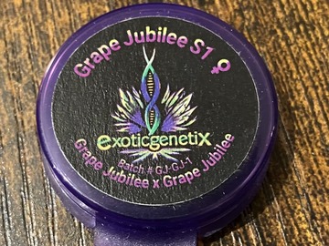 Vente: Grape Jubilee S1 from Exotic Genetix