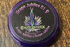 Sell: Grape Jubilee S1 from Exotic Genetix
