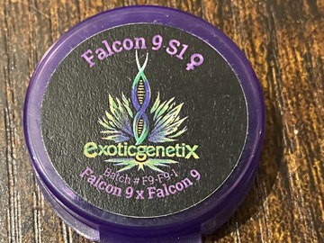 Enchères: (auction) Falcon 9 S1 from Exotic Genetix