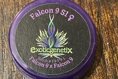 Enchères: (auction) Falcon 9 S1 from Exotic Genetix