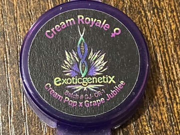 Enchères: (auction) Cream Royale from Exotic Genetix