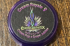 Auction: (auction) Cream Royale from Exotic Genetix