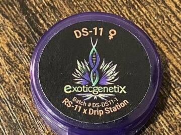 Auction: (AUCTION) DS-11 from Exotic Genetix