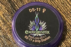Subastas: (AUCTION) DS-11 from Exotic Genetix