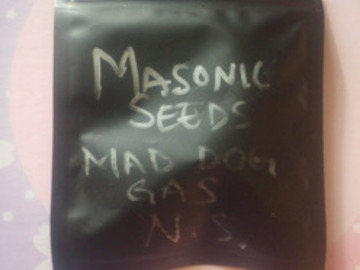 Enchères: *Auction* Mad Dog NS23  - Masonic Seeds