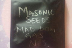 Auction: *Auction* Mad Dog NS23  - Masonic Seeds