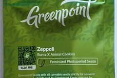 Vente: Green Point Seeds Zeppoli Runtz x Animal Cookies