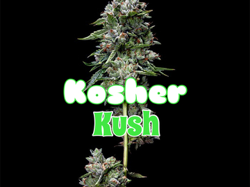 Sell: Kosher kush