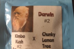 Vente: Terpfiend - Darwin #2