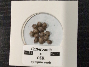 Vente: Seed Asylum - No.14  (Glitterbomb X OZK ) 13 regular seeds
