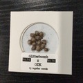 Venta: Seed Asylum - No.14  (Glitterbomb X OZK ) 13 regular seeds