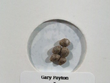 Sell: Seed Asylum - Gary Payton x Glitterbomb x SuperBoof
