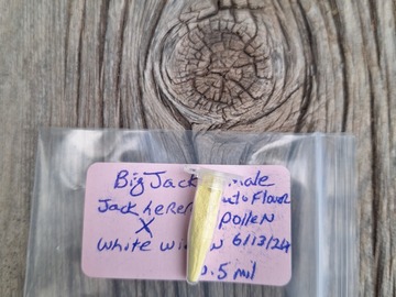 Vente: Big Jack (Jack Herer x White Widow) Male Auto Flower Pollen