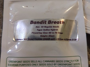 Vente: GREENPOINT- BANDIT BREATH