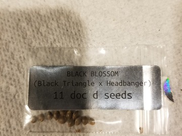 Vente: Doc D black blossom