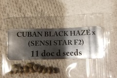 Vente: Doc D cuban black haze x sensi star