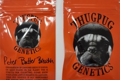 Sell: Thug Pug Peter Butter Breath  Limited release with Scapegoat