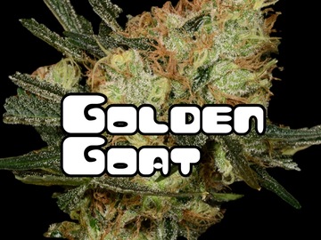 Sell: Golden Goat