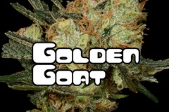 Venta: Golden Goat