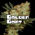 Sell: Golden Goat
