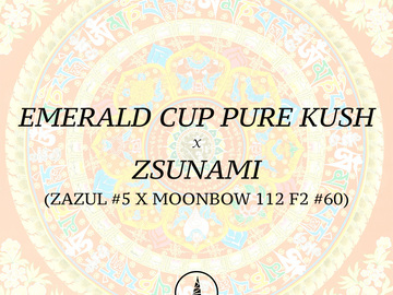 Vente: Emerald Cup Pure Kush x Zsunami (Archive)