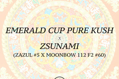 Venta: Emerald Cup Pure Kush x Zsunami (Archive)