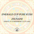 Vente: Emerald Cup Pure Kush x Zsunami (Archive)
