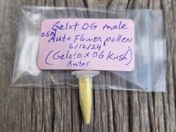 Sell: Gelot OG (Geloto x OG Kush) Male Auto Flower Pollen