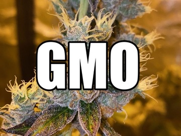 Venta: GMO