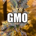 Sell: GMO