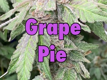 Vente: Grape Pie
