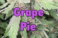 Venta: Grape Pie