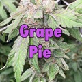 Sell: Grape Pie