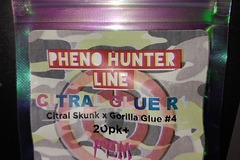 Venta: Citral Glue by Ethos, Pheno Hunters Line, 20 female seeds.