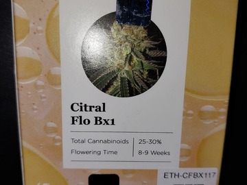 Sell: Citral Flo bx1 by Ethos 17 regular seeds.