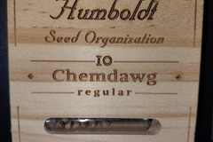Vente: Chemdawg by Humboldt Seed Organization, 10 regular seeds