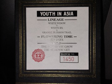 Vente: Youth In Asia by Swamp Boys Seeds, 12 regular seeds.