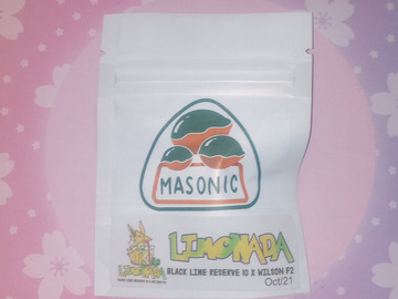 Vente: Limonada (Black Lime Reserve 10 x Wilson F2) Masonic Seeds