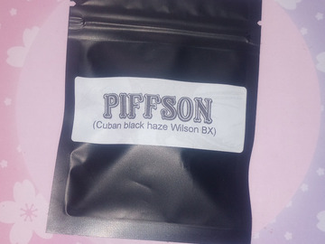 Vente: Piffson  (Cuban Black Haze x Wilson) - Masonic Seeds