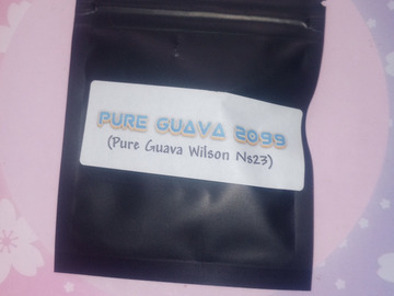 Venta: Pure Guava 2099 - Masonic seeds