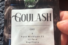 Vente: GMO x Pure Michigan F2 from Greenwolf